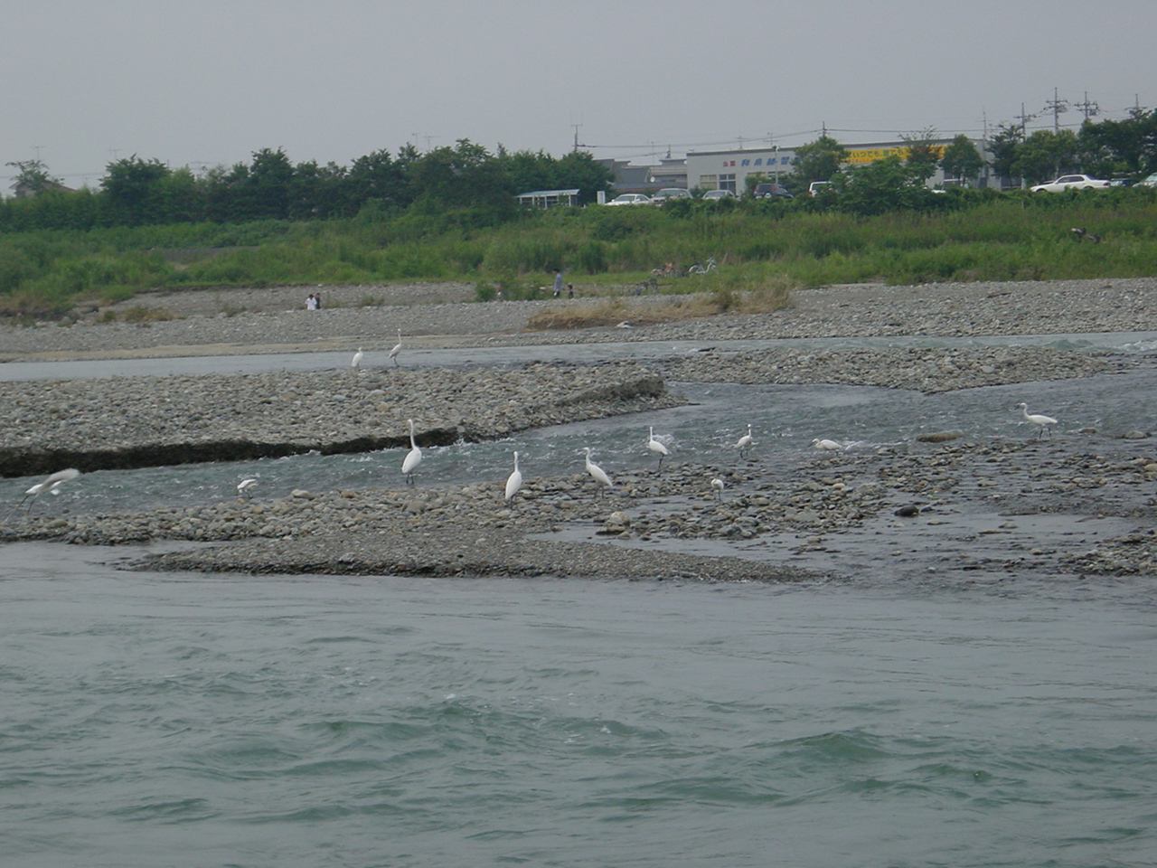 都市域にありながら生物の多様性に富む多摩川